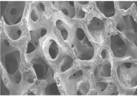 Fix Oss - Bone Granules (Demineralized bone matrix) - All variants